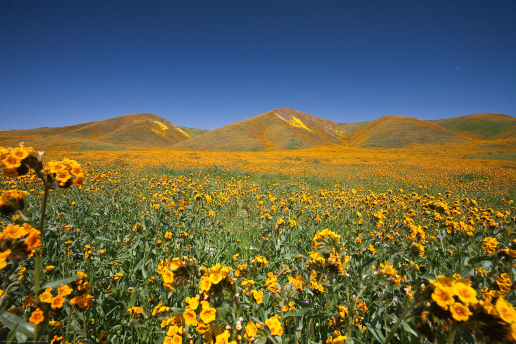 California wildflowers